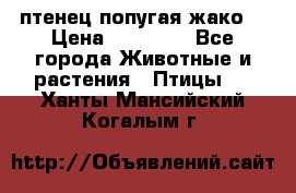 птенец попугая жако  › Цена ­ 60 000 - Все города Животные и растения » Птицы   . Ханты-Мансийский,Когалым г.